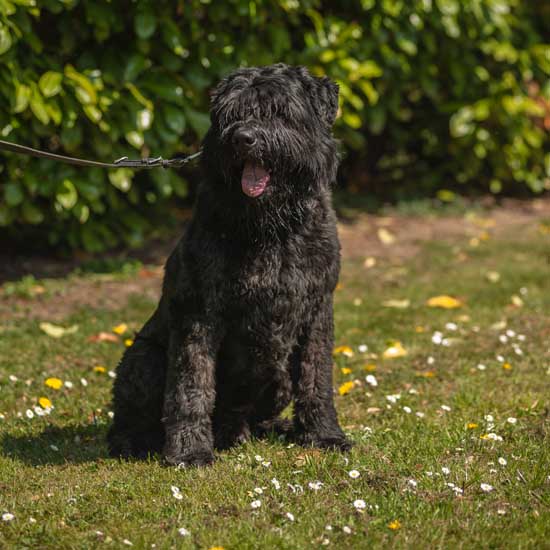 Bouvier TATANKA GENESIS v CAYA'S HOME
